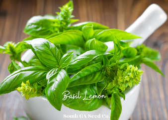 Lemon Basil