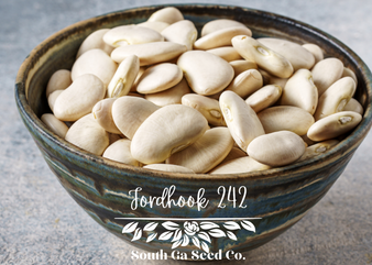 Fordhook 242 Bush Lima Beans