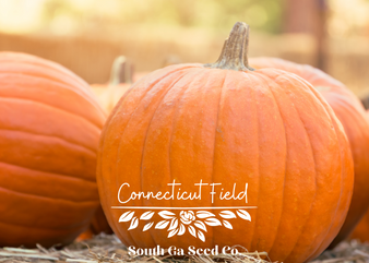 Connecticut Field Pumpkin