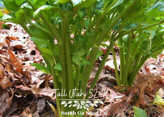 Tall Utah 52-70 Celery Seeds