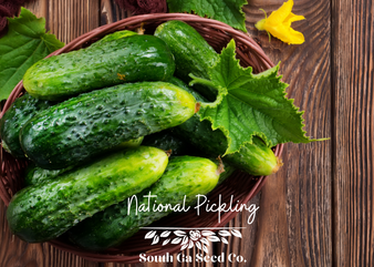 National Pickling Cucumber