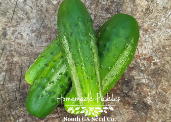 Homemade Pickles Cucumber