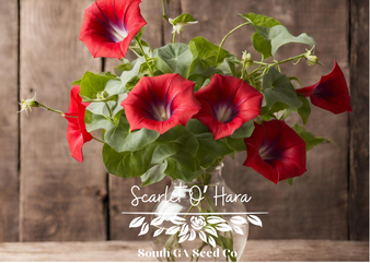 Scarlet O Hara South GA Seed Co
