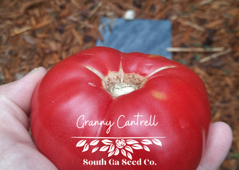 Granny Cantrell Tomato