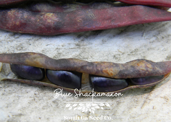 Blue Shackamaxon Pole Bean