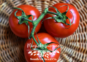 Marglobe Supreme Tomato