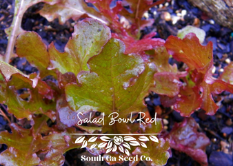 Salad Bowl Red Lettuce