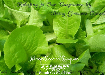 Black Seeded Simpson Lettuce