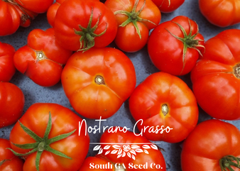 Nostrano Grasso Tomato