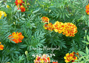 French Marigolds