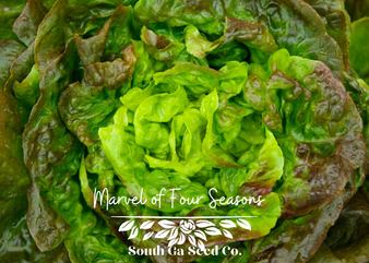 Marvel of Four Seasons Lettuce