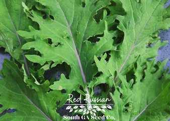 Red Russian Kale