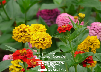 Lilliput Zinnia