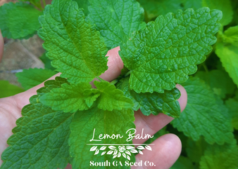 Lemon Balm
