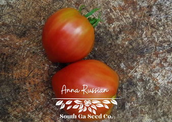 Anna Russian Tomato