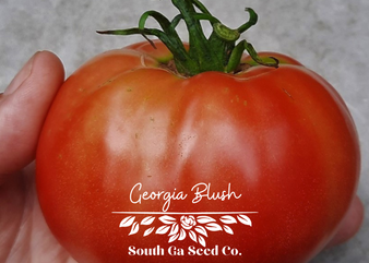 Georgia Blush Tomato