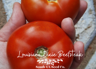 Louisiana Dixie Beefsteak Tomato
