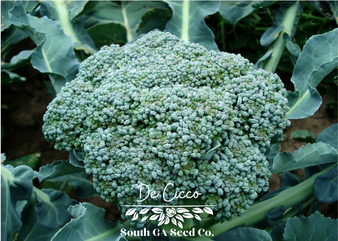 De Cicco Broccoli