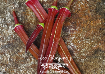 Red burgundy okra