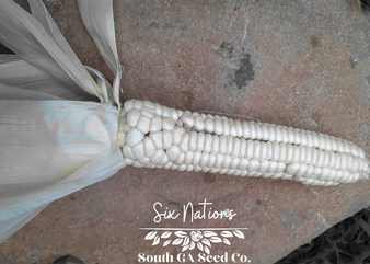 Six Nations Flour Corn