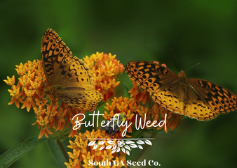 Butterfly Weed