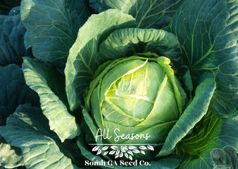 All Seasons Cabbage