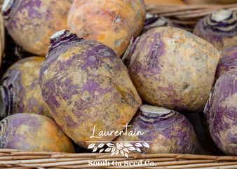 Laurentain Rutabaga