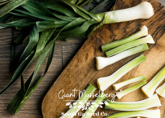 Giant Musselberg Leek