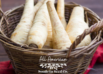 All American Parsnip
