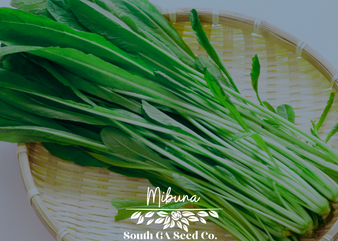 Mibuna Cabbage