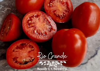 Rio Grande Tomato