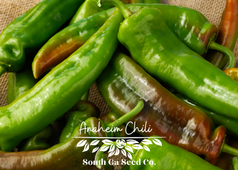 Anaheim Chili Pepper
