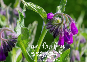 True Comfrey