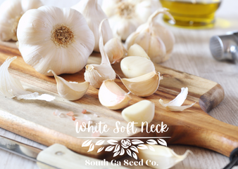 White Softneck Garlic