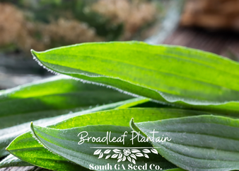 Broadleaf Plantain Wild Edible