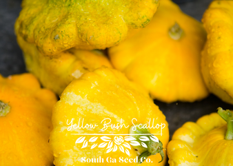 Yellow Bush Scallop