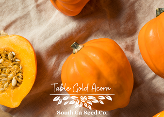 Table Gold Acorn Squash