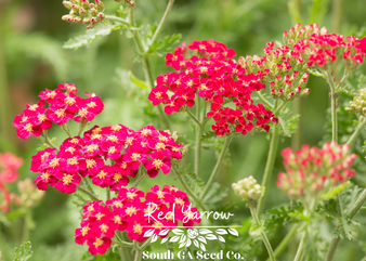 Red Yarrow 