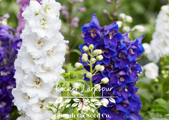 Rocket Larkspur 