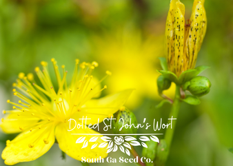 Dotted St. John's Wort