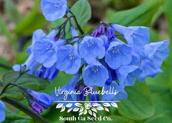 Virginia Bluebells