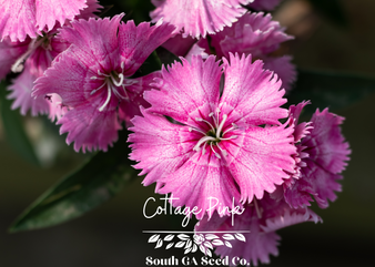 Cottage Pink
