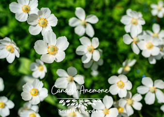Canada Anemone