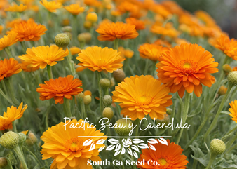 Pacific Beauty Calendula 