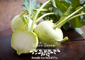 White Vienna Kohlrabi