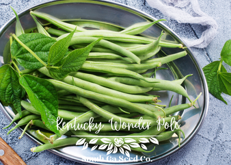 Kentucky Wonder Pole Beans