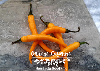 Orange Cayenne Peppers