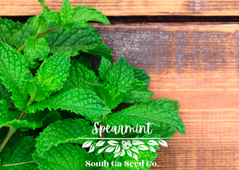 Spearmint South GA Seed Co