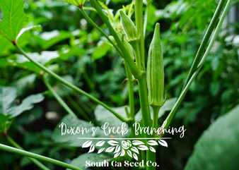 Dixon's Branching Tree Okra