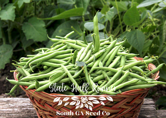 State Half Runner Bean